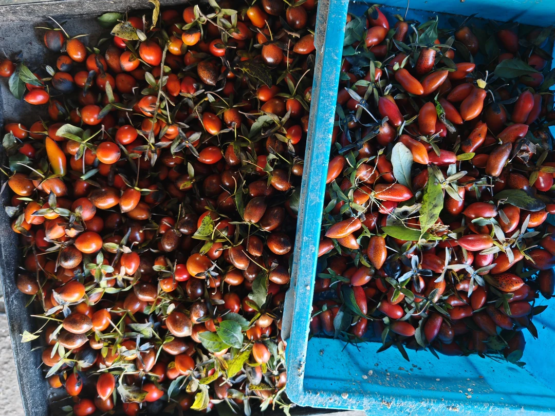 老鸦柿鲜果鲜种子