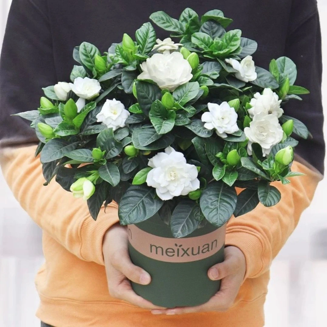 230#杯小叶香水栀子花盆栽植物带花苞阳台植物浓香型室外喜光喜水