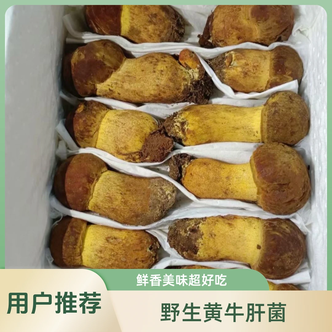 云南特产 新鲜食用 野生黄牛肝菌 黄赖头菌 煲汤 素炒 鲜香美味