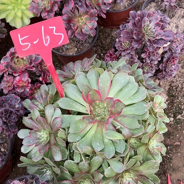 5-63粉花妖多肉发的