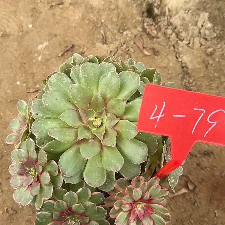 4-79粉花妖多肉发的