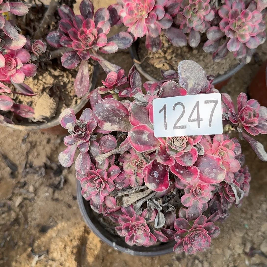 1247香奈儿多肉法师多肉法师