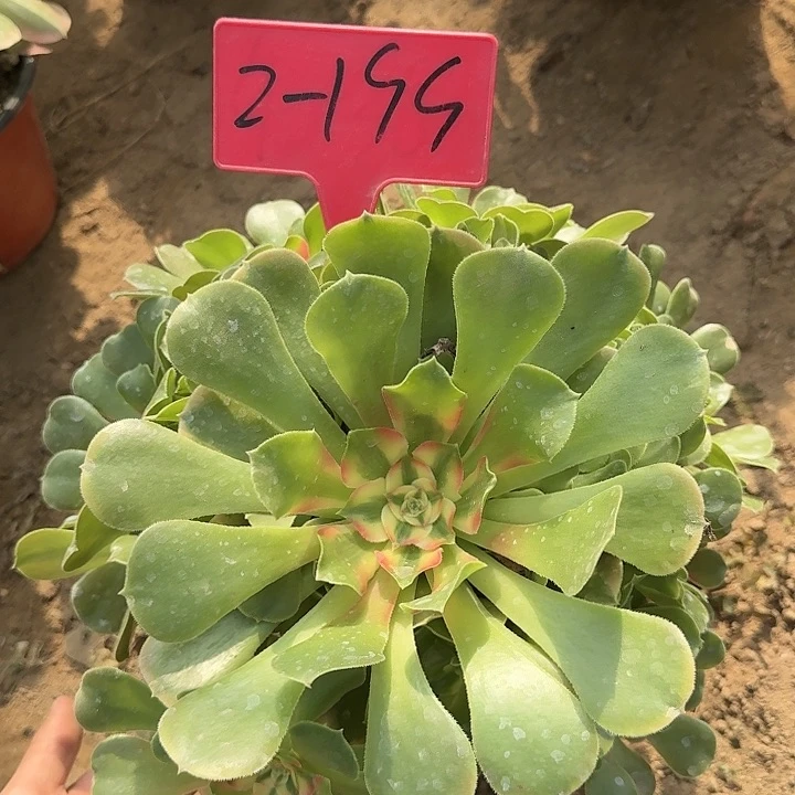 2-199香妃多肉法师多肉法师