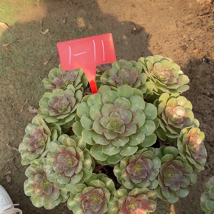 1-11倾城多肉法师多肉法师