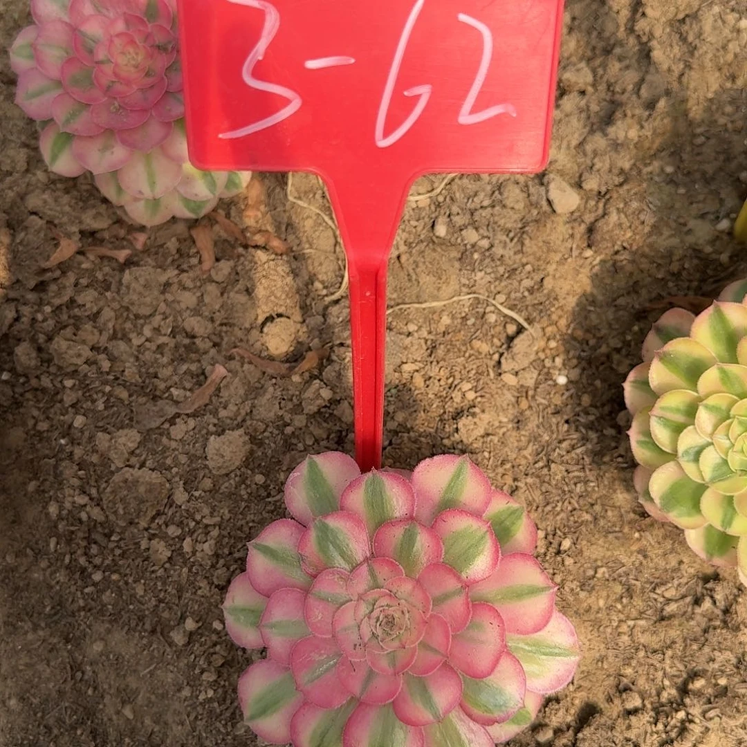 3-62倾城多肉法师多肉