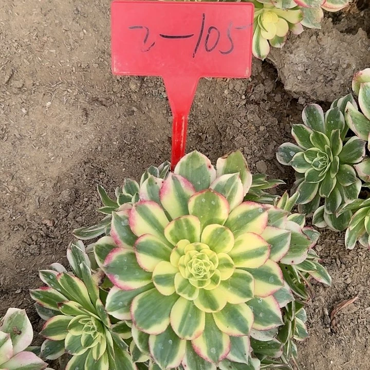 2-105海王多肉法师多肉