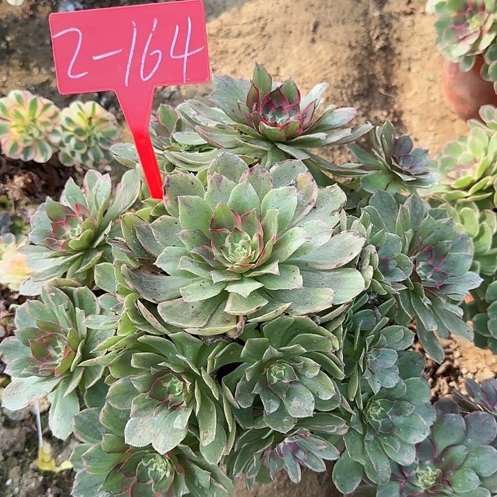 2-164粉花妖多肉发的