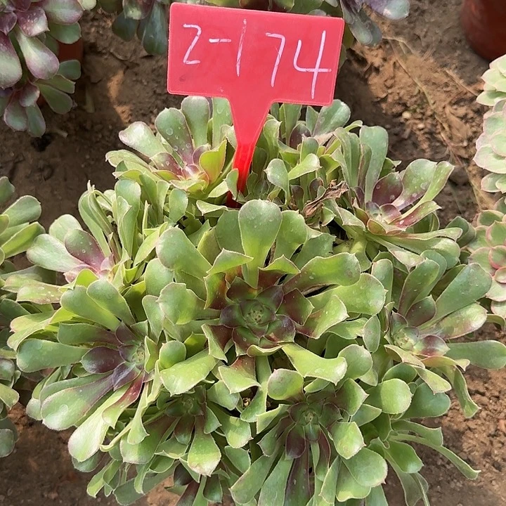 2-174邵修七彩多肉法师