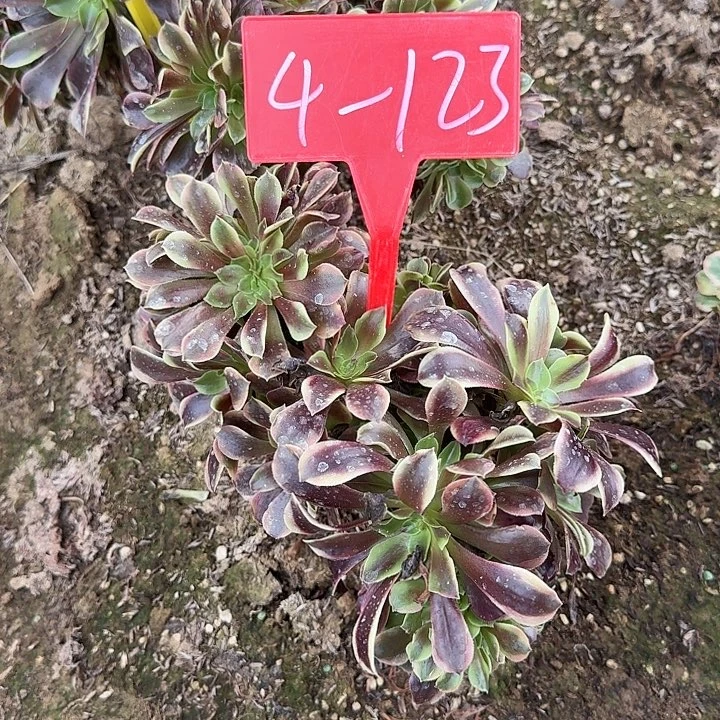 4-123欧加利缀化多肉法师