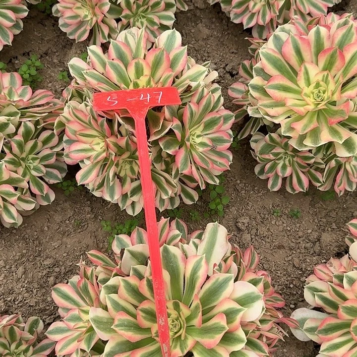 5-47粉女巫多肉法师