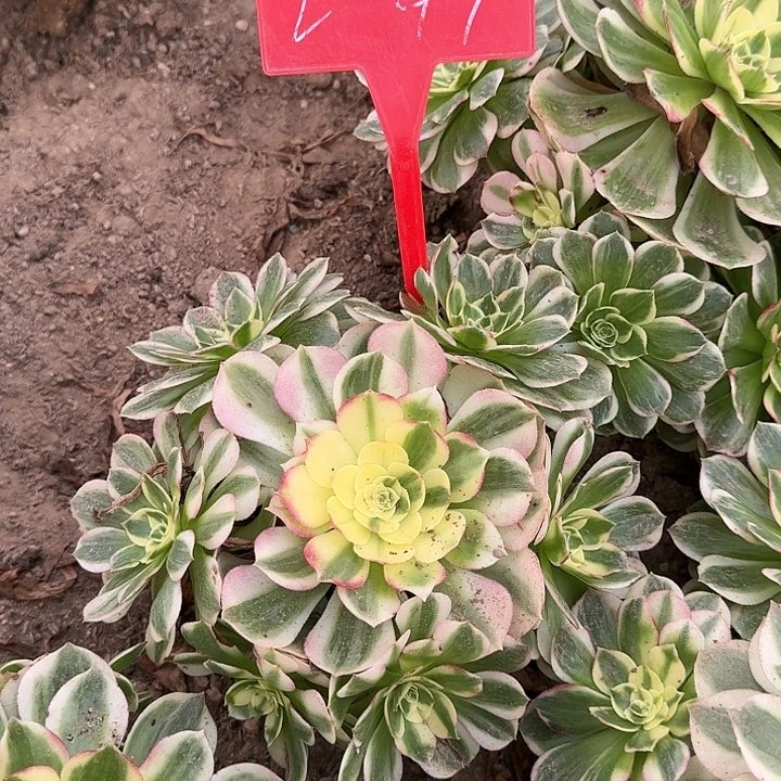 2-47海王多肉法师多肉