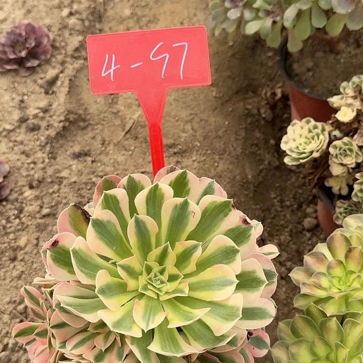 4-97粉女巫多肉法师多肉法师