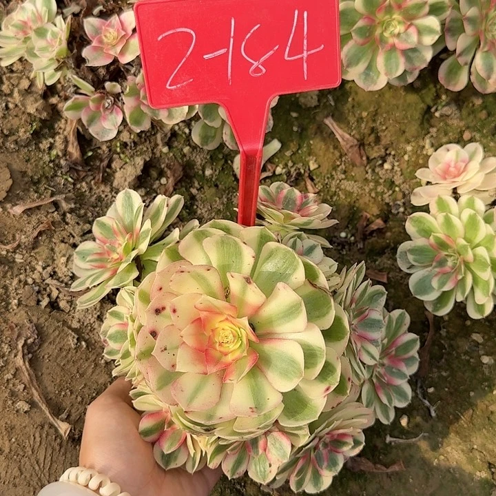 2-184倾城多肉法师多肉法师