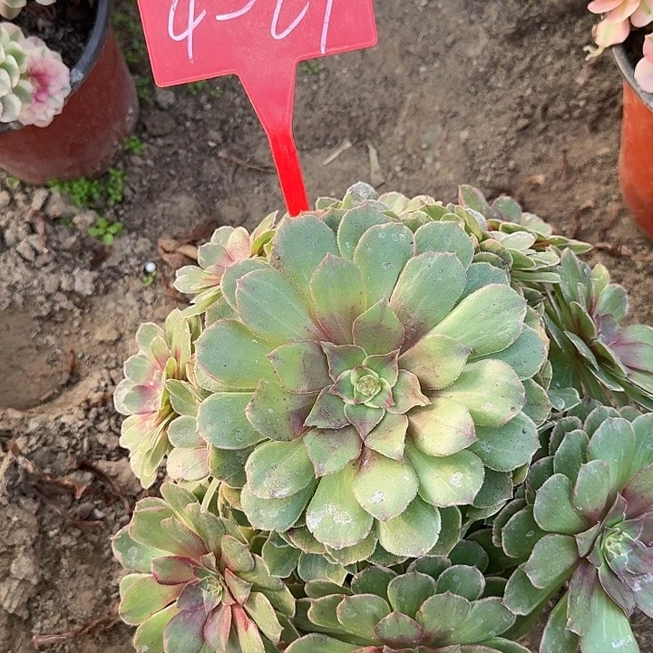 4-27粉花妖多肉发的
