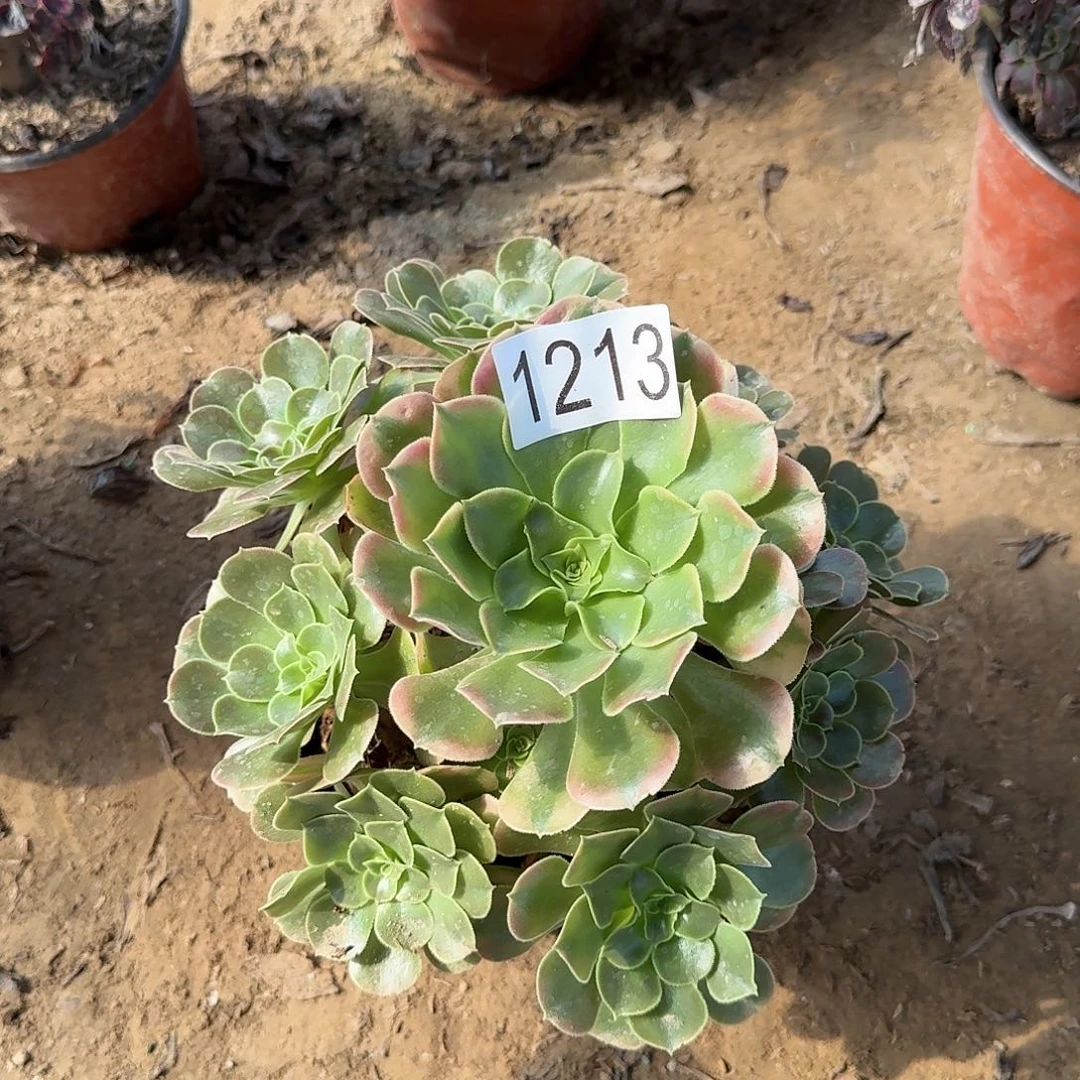 1213香妃多肉法师多肉