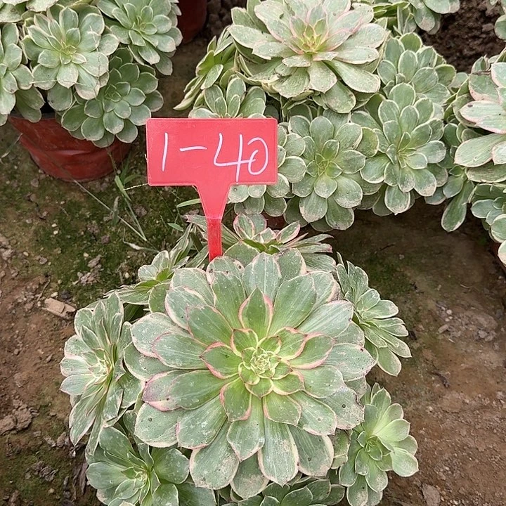 1-40莲花座多肉法师多肉法师