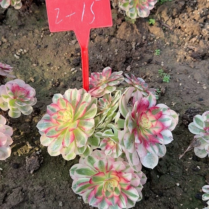 2-15倾城多肉法师