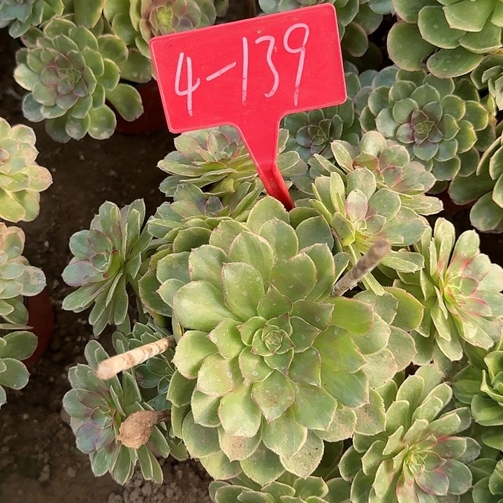 4-139粉花妖多肉发的