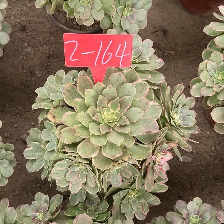 2-164粉花妖多肉发的