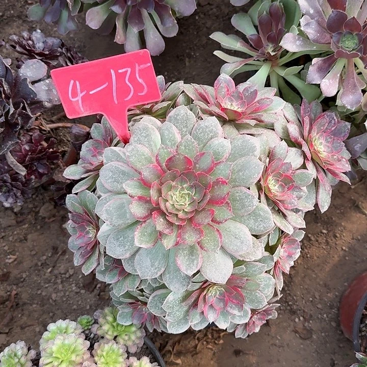 4-135粉花妖多肉法师