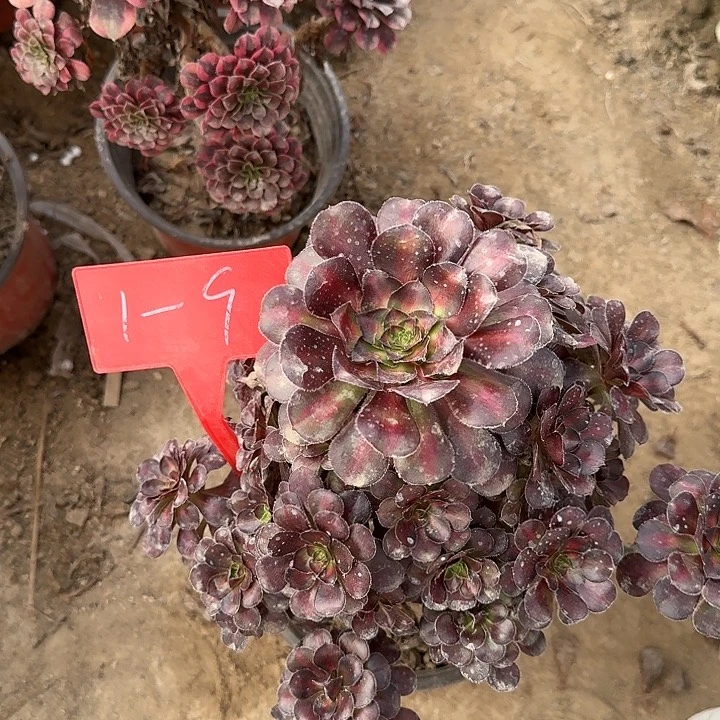 1-9晚霞多肉法师多肉法师