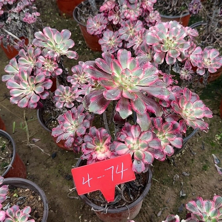 4-74香奈儿多肉法师多肉