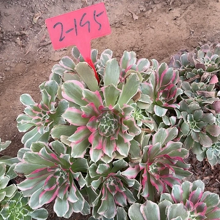 2-195浣纱多肉法师多肉