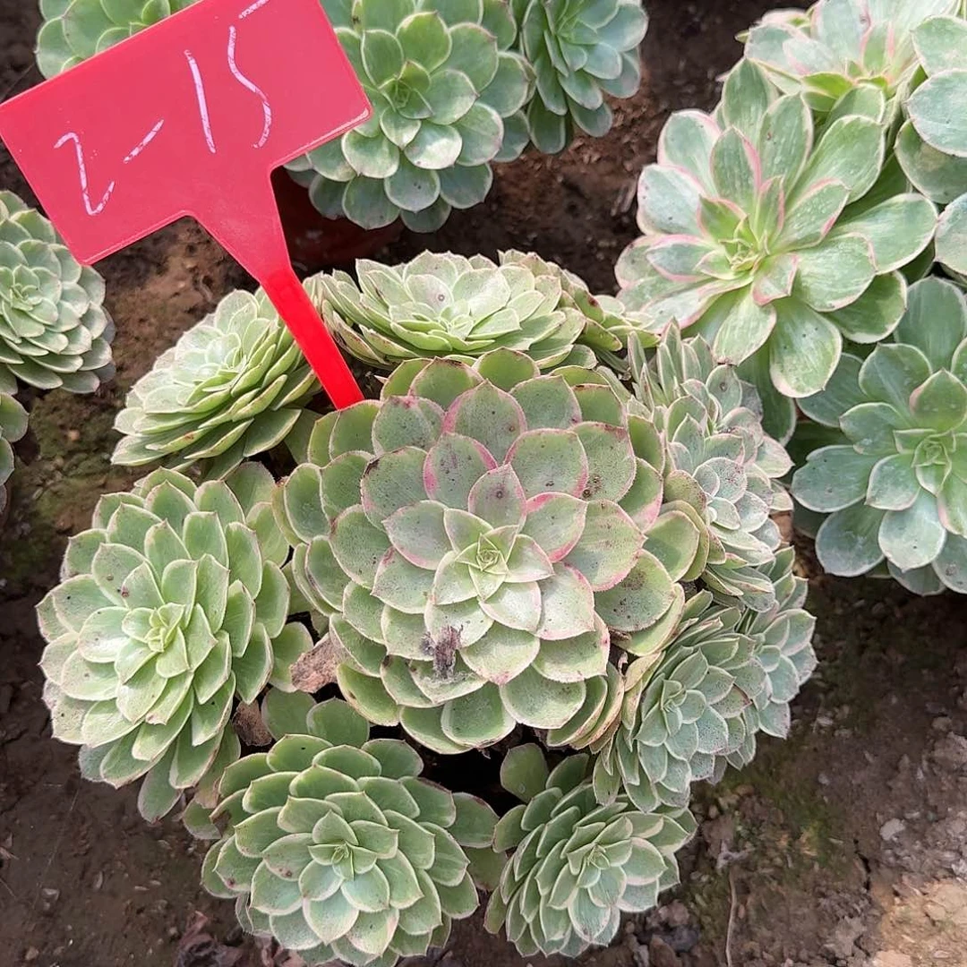 2-15粉花妖多肉发的