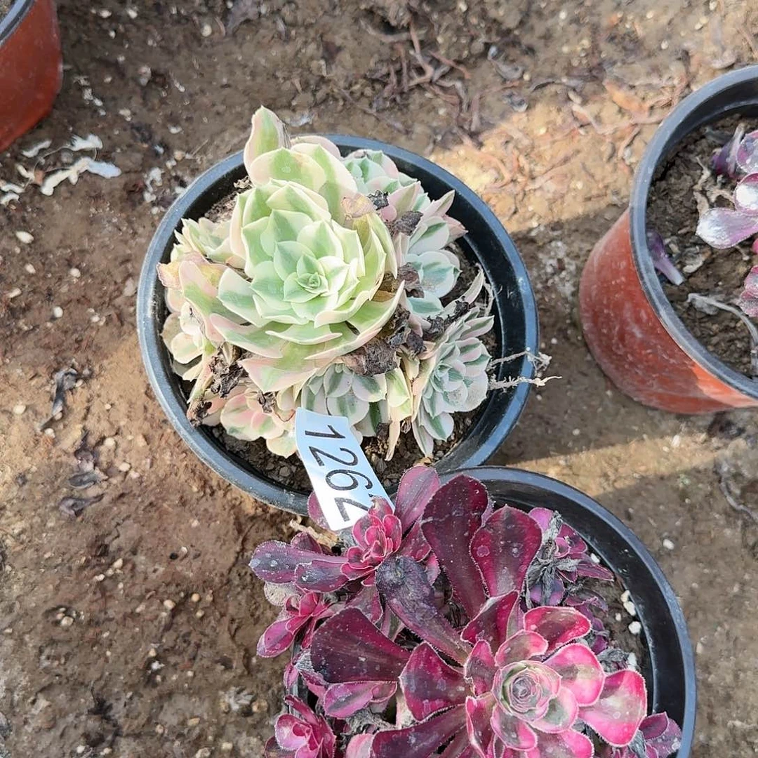 1262组合多肉法师多肉