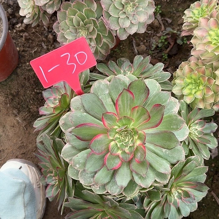 1-30粉花妖多肉法师