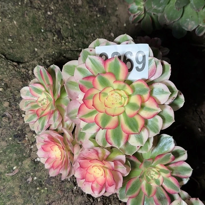 2-3269倾城多肉法师