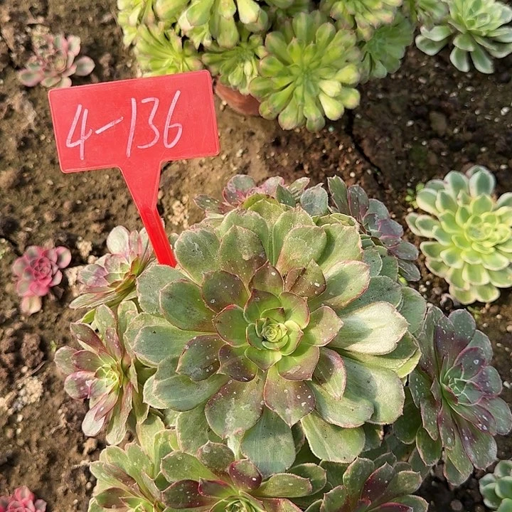 4-136粉花妖多肉发的