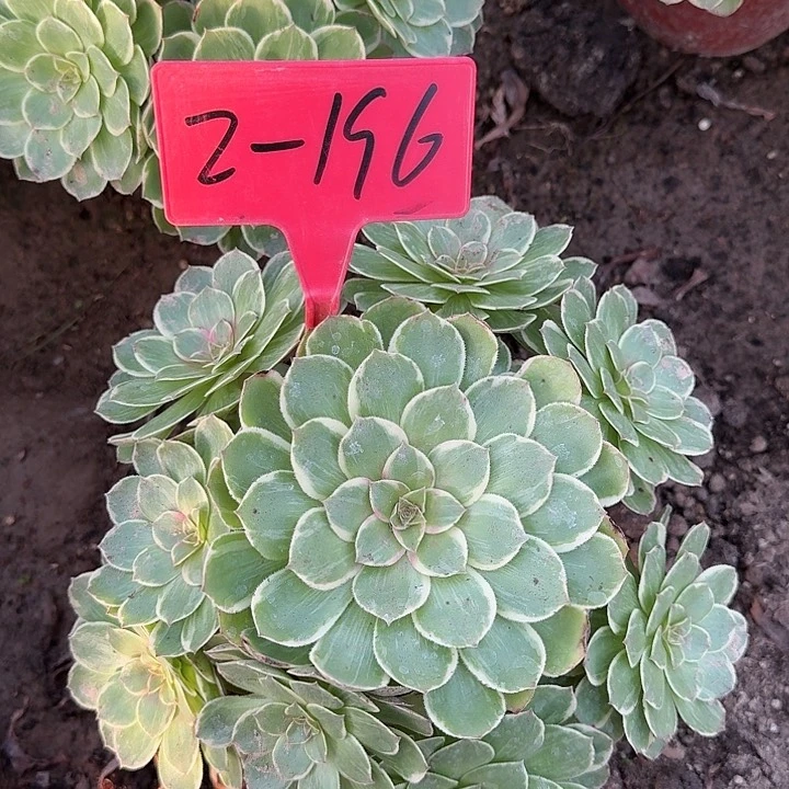 2-196粉花妖多肉发的