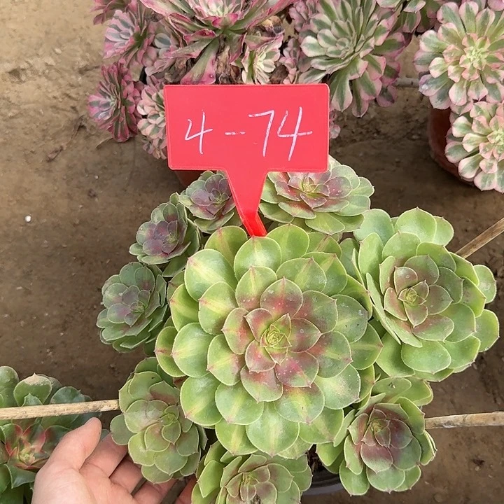 4-74倾城中班多肉法师多肉法师