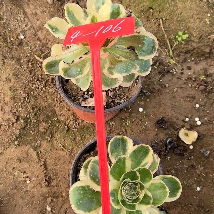 4-106燕子多肉法师多肉