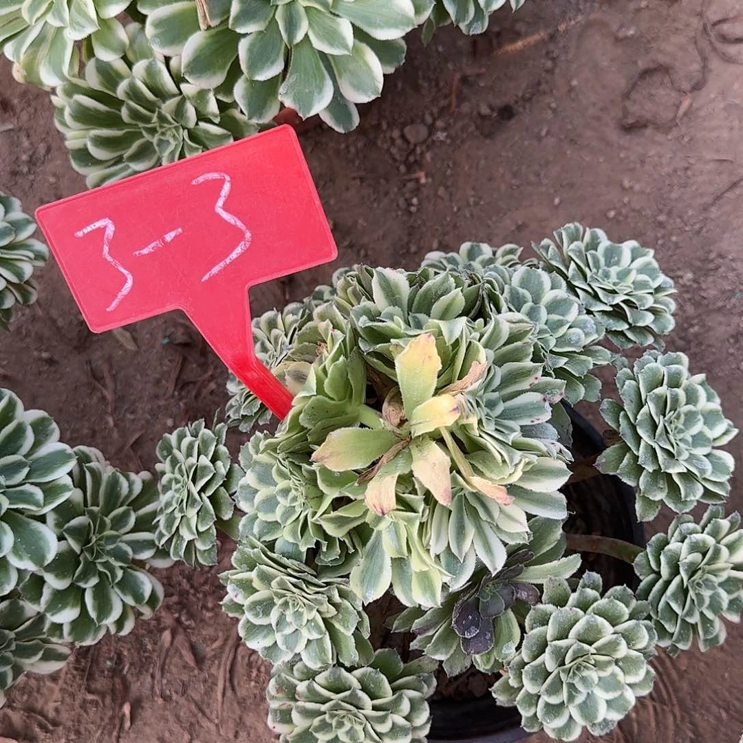 3-3碧浪多肉法师多肉