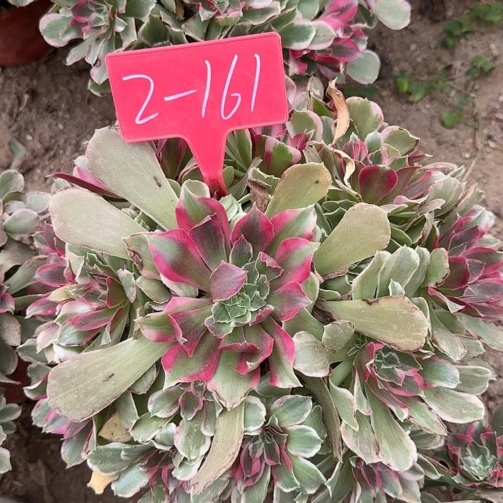 2-161浣纱多肉法师