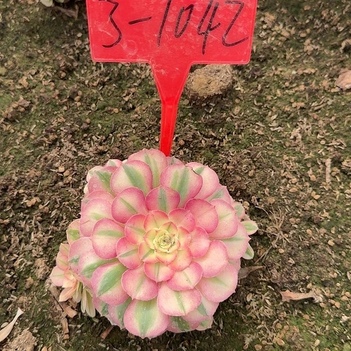 3-1042倾城多肉法师多肉法师