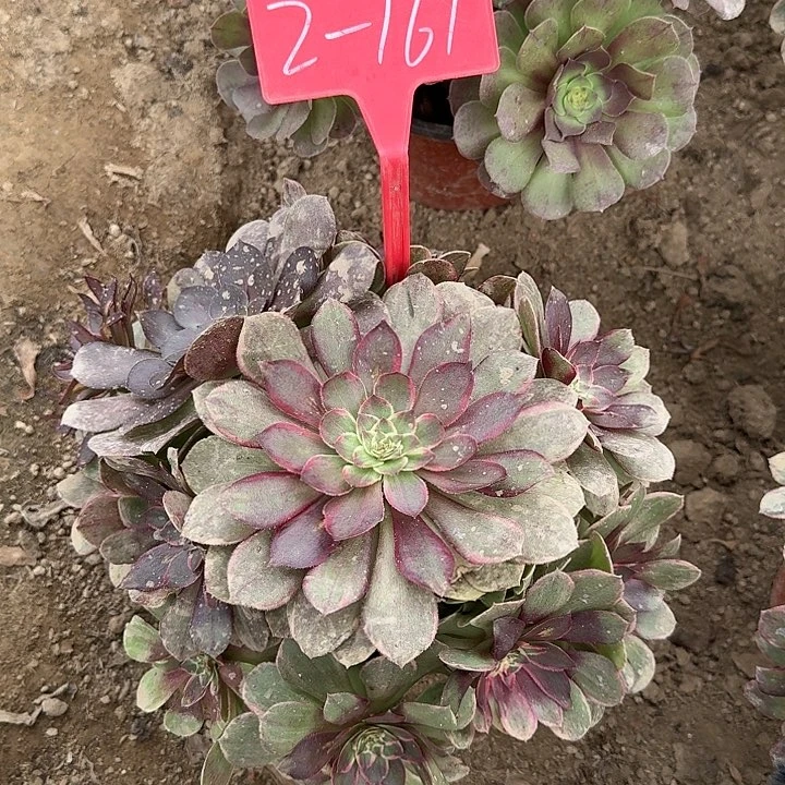 2-161粉花妖多肉法师