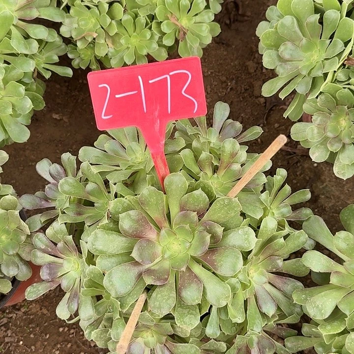 2-173邵修七彩多肉法师多肉