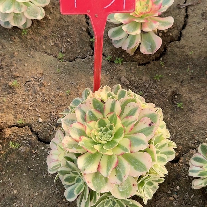 1-34海王多肉法师