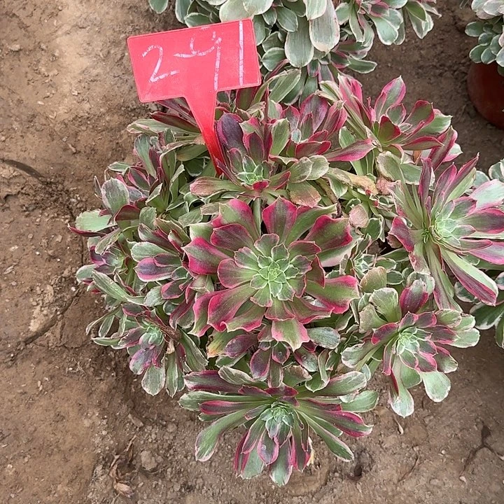 2-91浣纱多肉法师