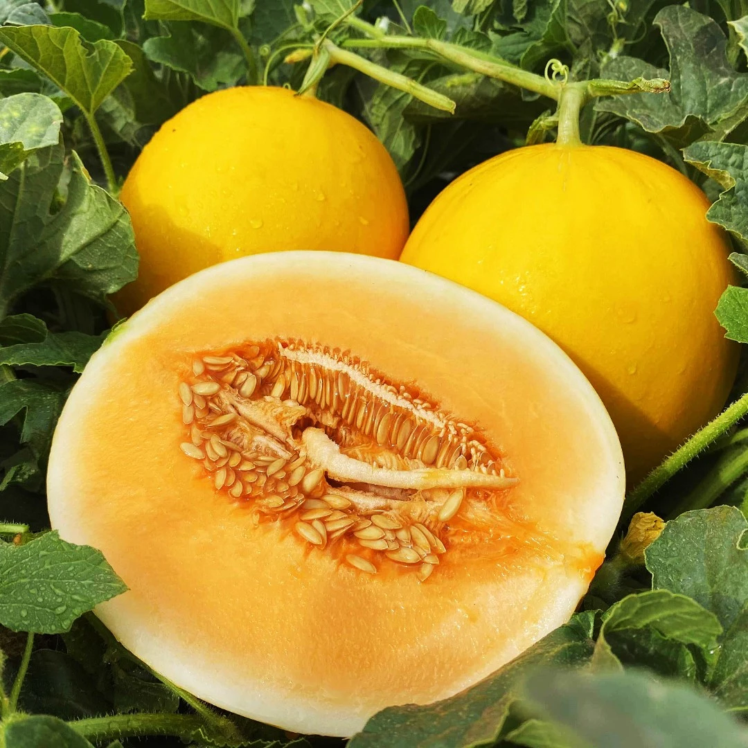 甘肃民勤蜜瓜 水果新鲜当季 头茬黄金哈密瓜  产地直发YL