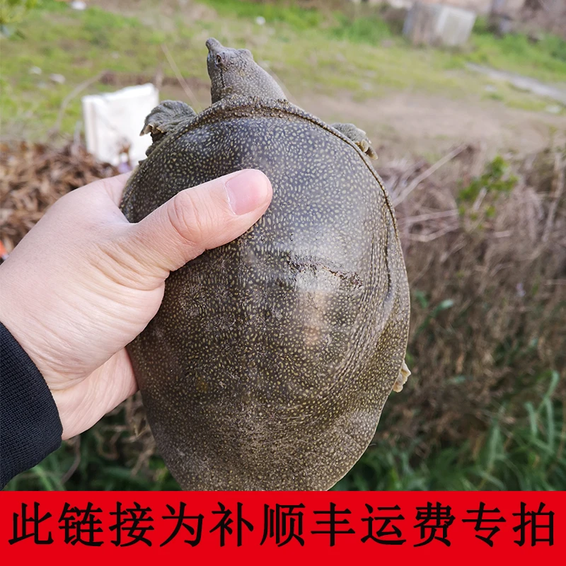 【勿拍不发货补差价用】外塘甲鱼顺丰链接