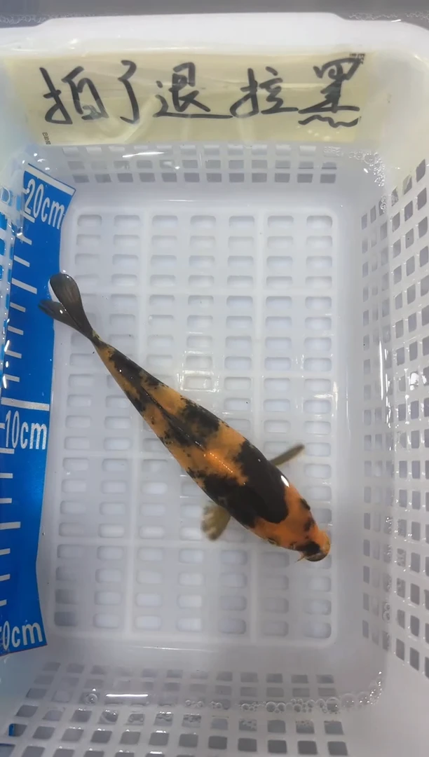 【闪购商品】锦鲤淡水不分公母16十二