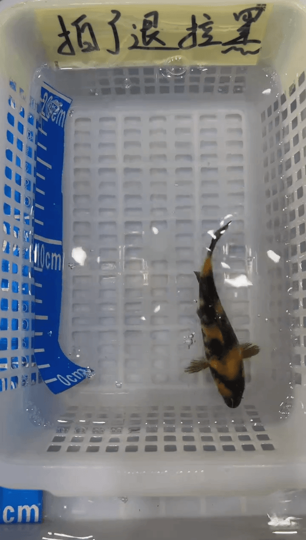 【闪购商品】锦鲤淡水不分公母12十