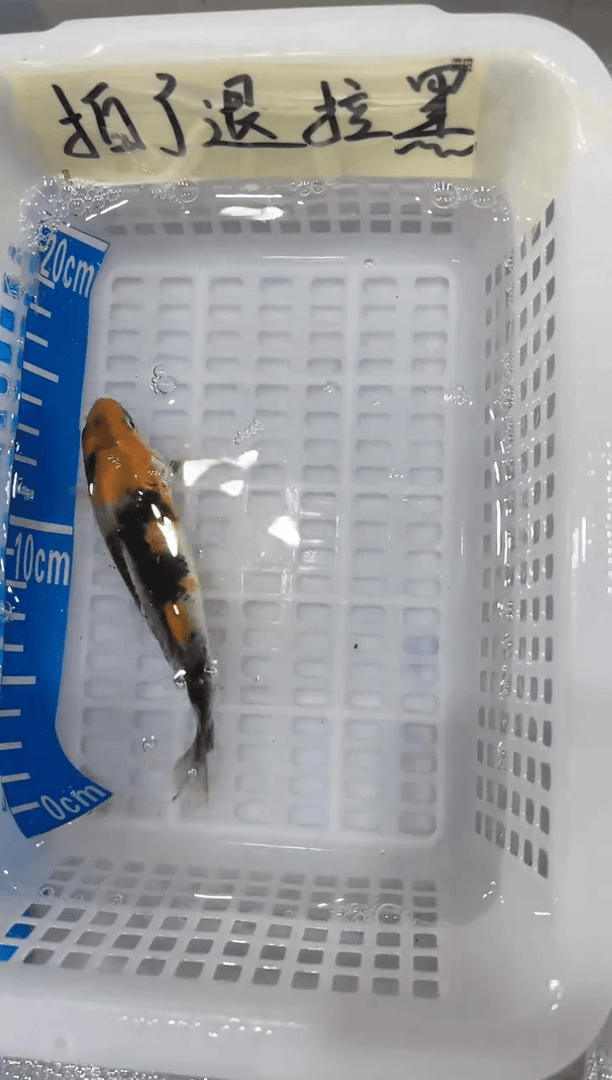 【闪购商品】锦鲤淡水不分公母15三十