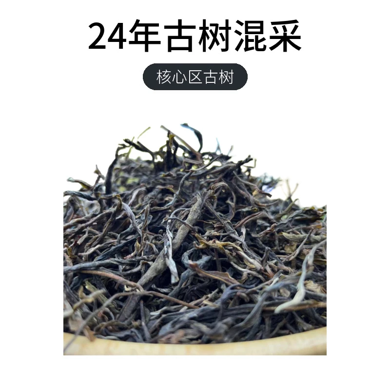 【昔归忙麓山】2023年昔归核心区头春混采散茶晒青毛茶