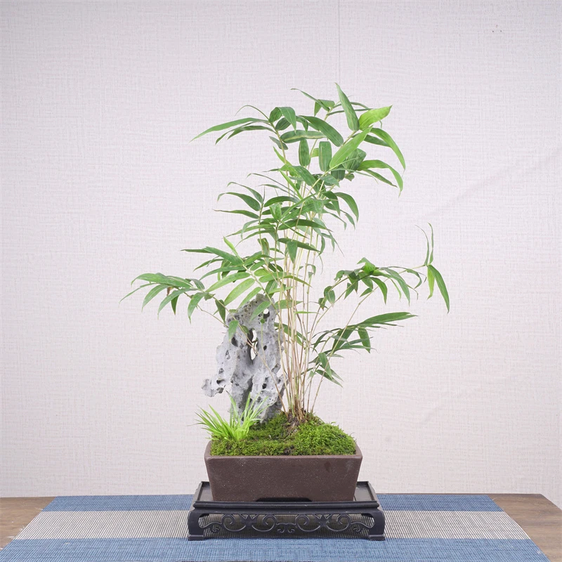 山有品中号仿风凌石红观音竹子盆景 Z15马槽盆