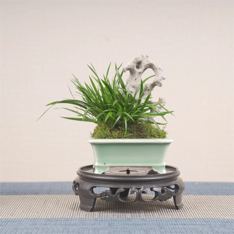 山有品迷你青瓷掌中宝金钱菖蒲盆景  QC08高脚盆